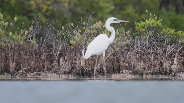 Great Blue Heron (Great White) - ML452375101