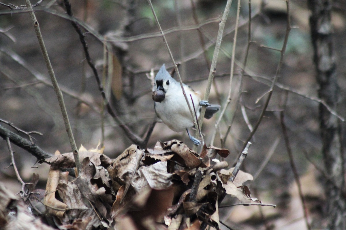 Tufted Titmouse - Becky Lutz