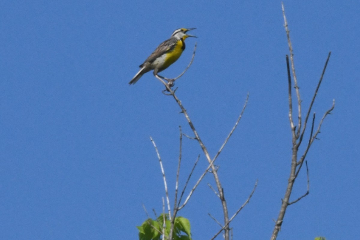 Eastern Meadowlark - Roy Knispel