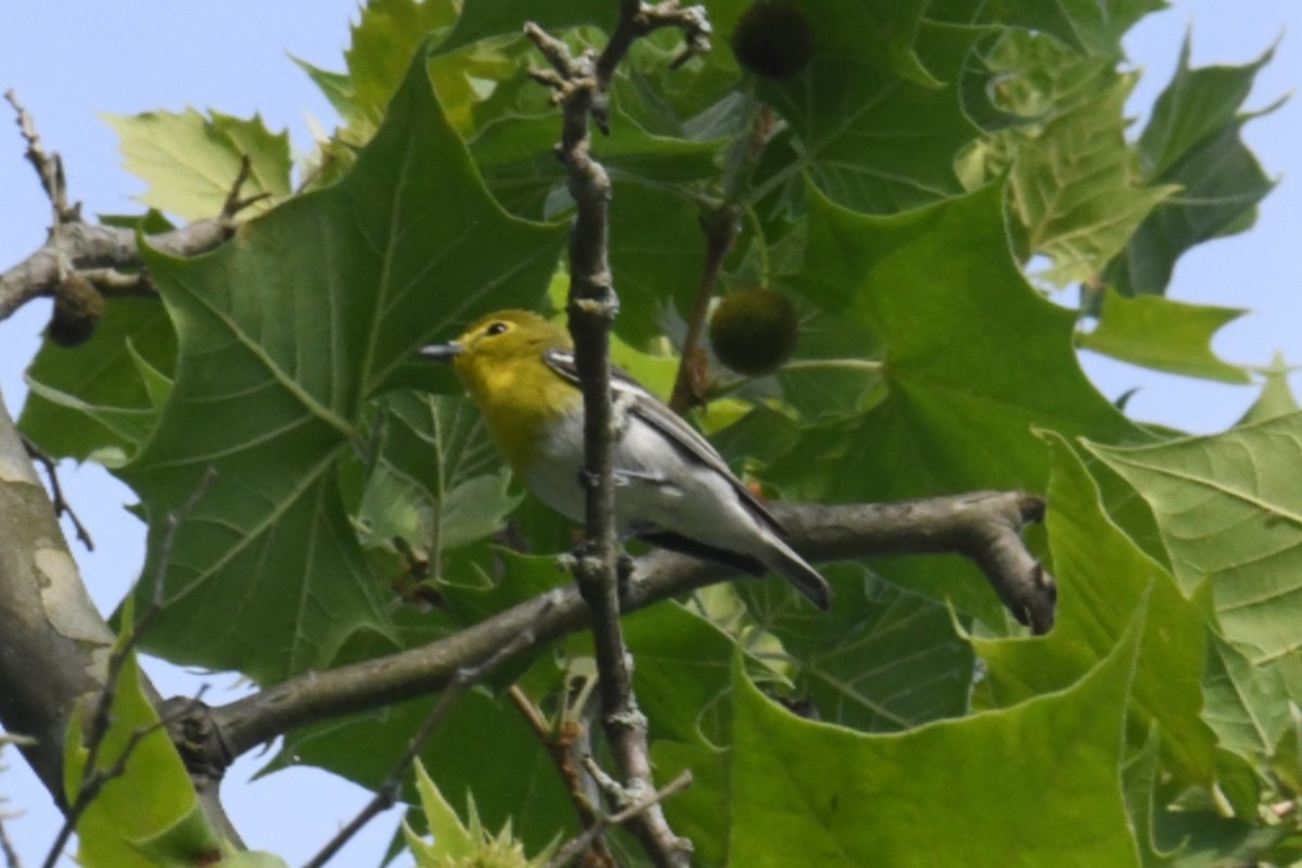 Yellow-throated Vireo - ML452375481