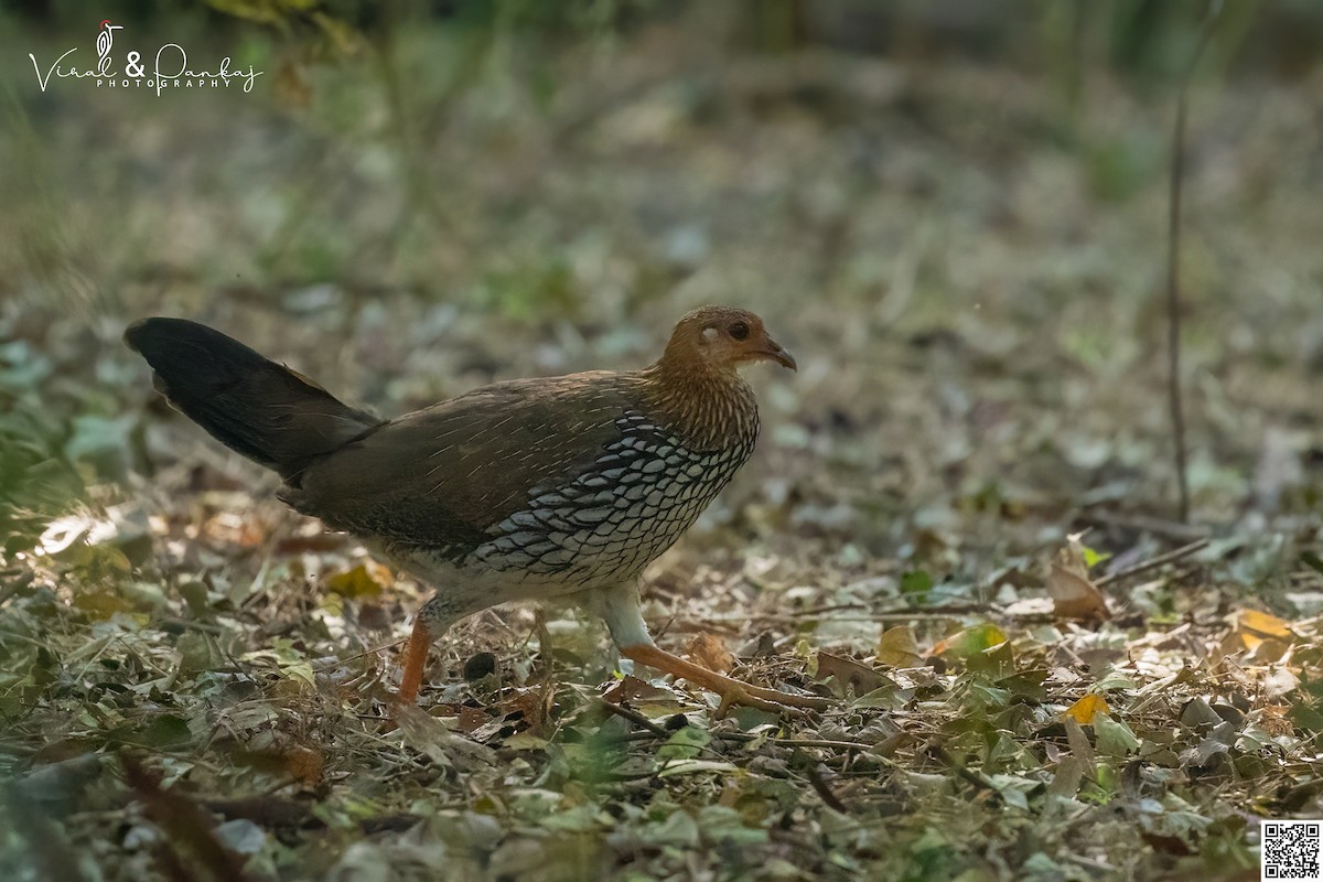 Gray Junglefowl - ML452375591