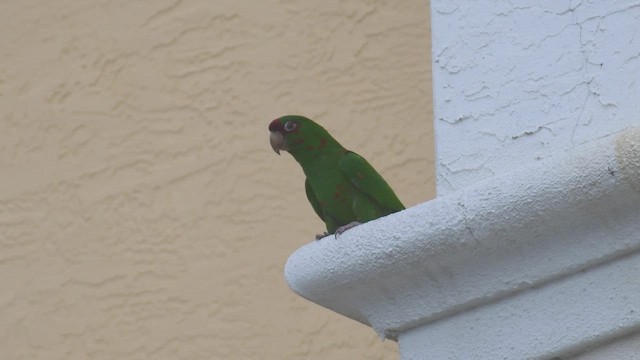 Conure mitrée - ML452376561