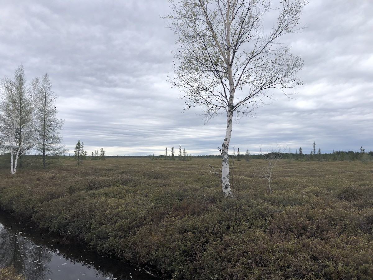 Прерийный кроншнеп - ML452376661