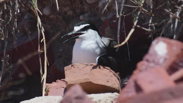 Bridled Tern - ML452377381