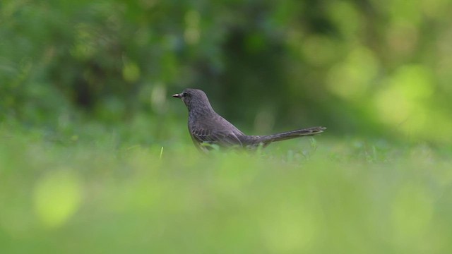 Багамский пересмешник - ML452377541