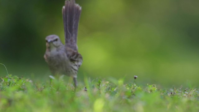 bahamasspottefugl - ML452377741