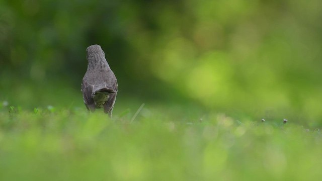 Bahama Mockingbird - ML452377901