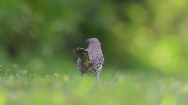 Bahama Mockingbird - ML452378101