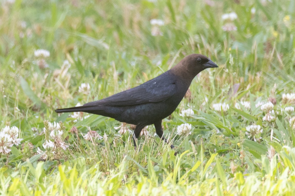 Vacher à tête brune - ML452378741