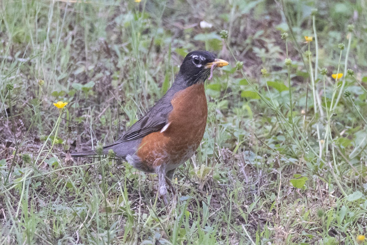 American Robin - ML452379001