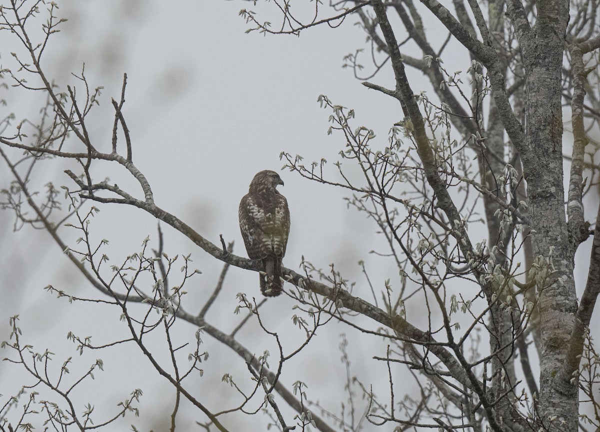 Rotschwanzbussard - ML452379131