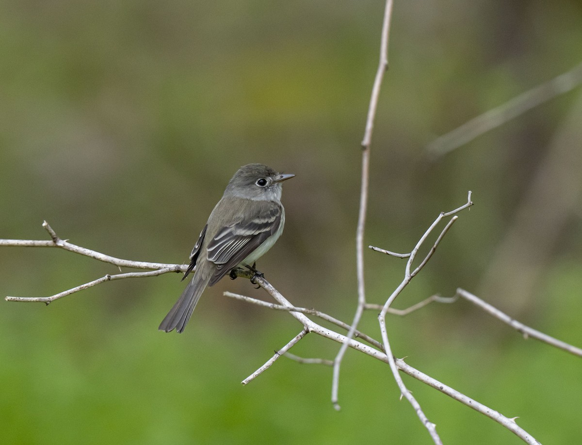 Mosquero Mínimo - ML452379251