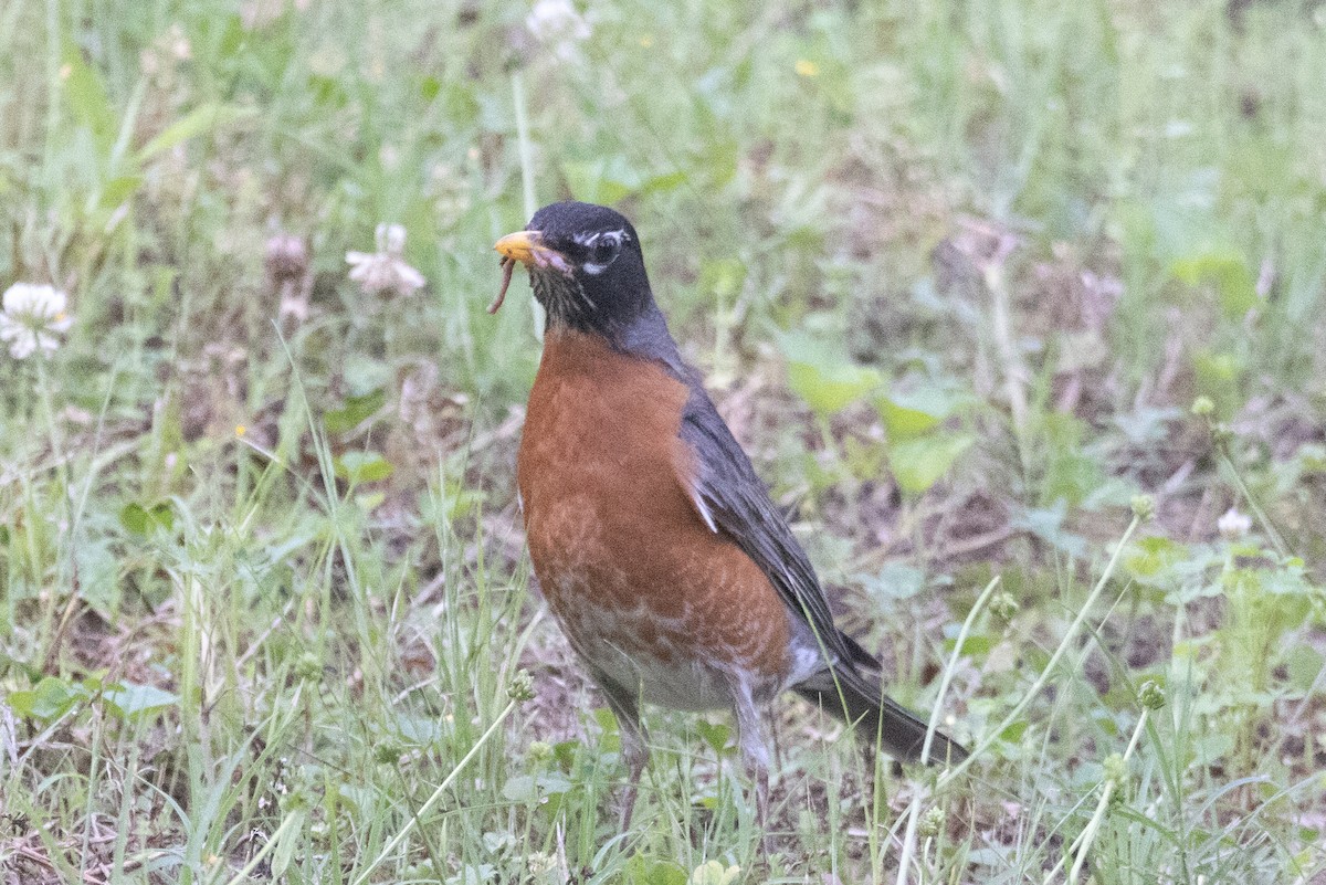 American Robin - Kent Fiala