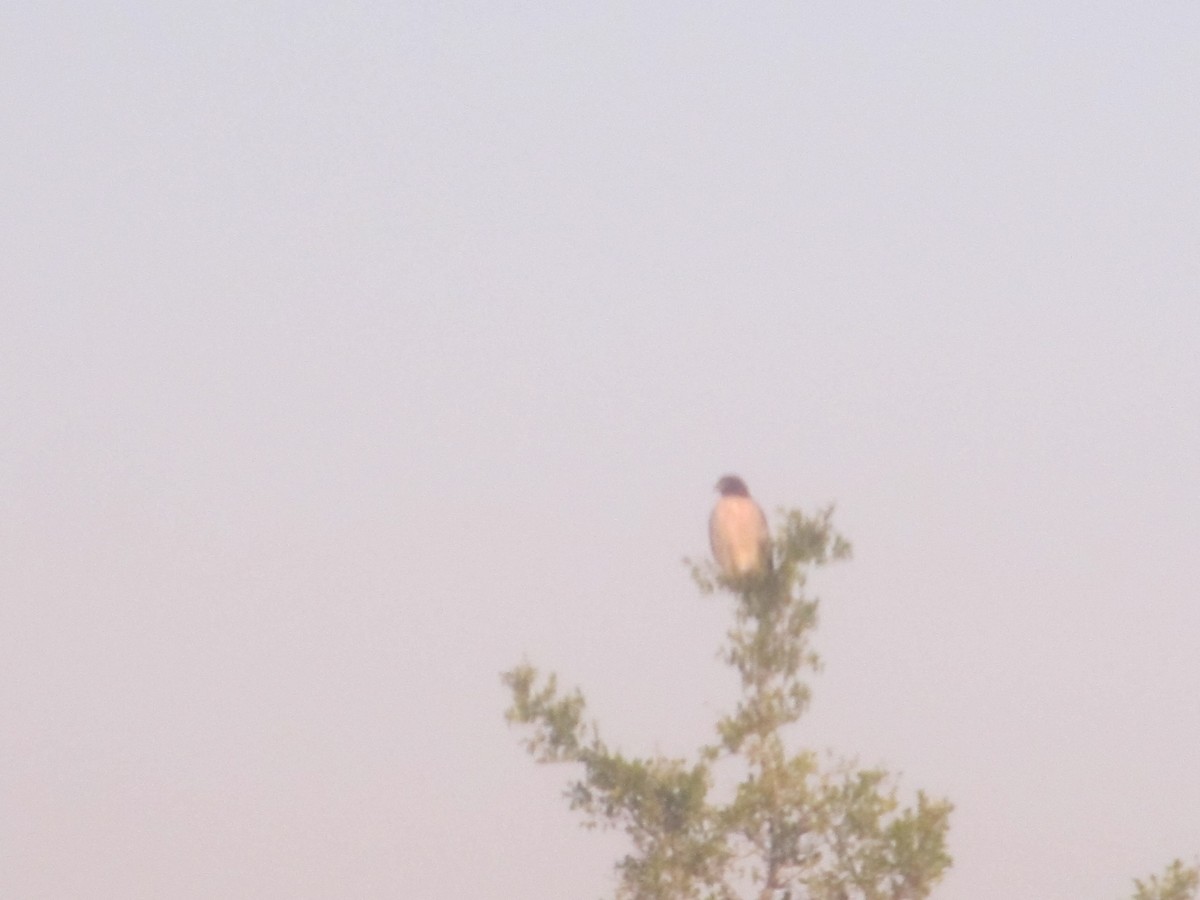 Roadside Hawk - ML452379671