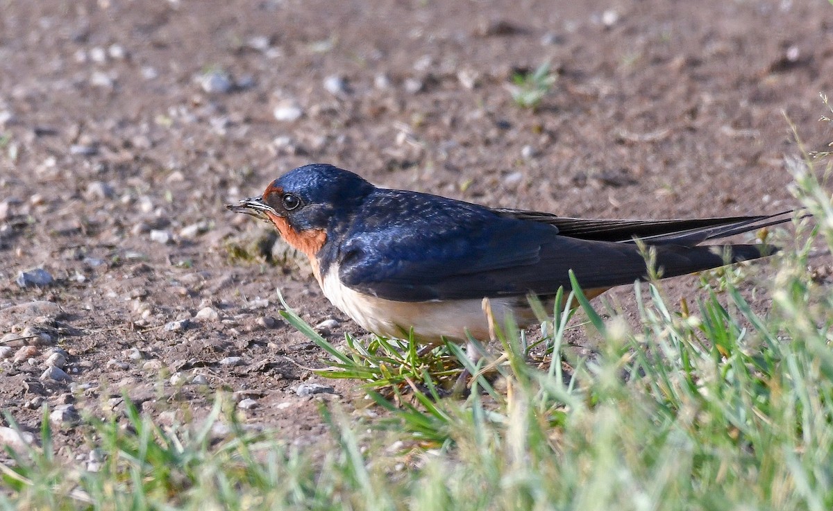 Barn Swallow - ML452379861