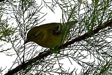 Bay-breasted Warbler - ML452380501