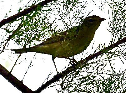 Bay-breasted Warbler - ML452380511