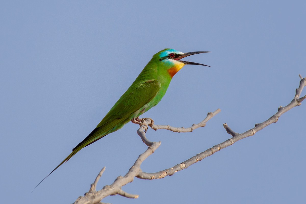 Blue-cheeked Bee-eater - Jeff Kingma