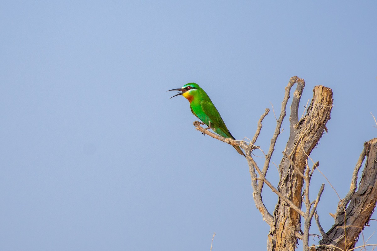 Blue-cheeked Bee-eater - ML452380921
