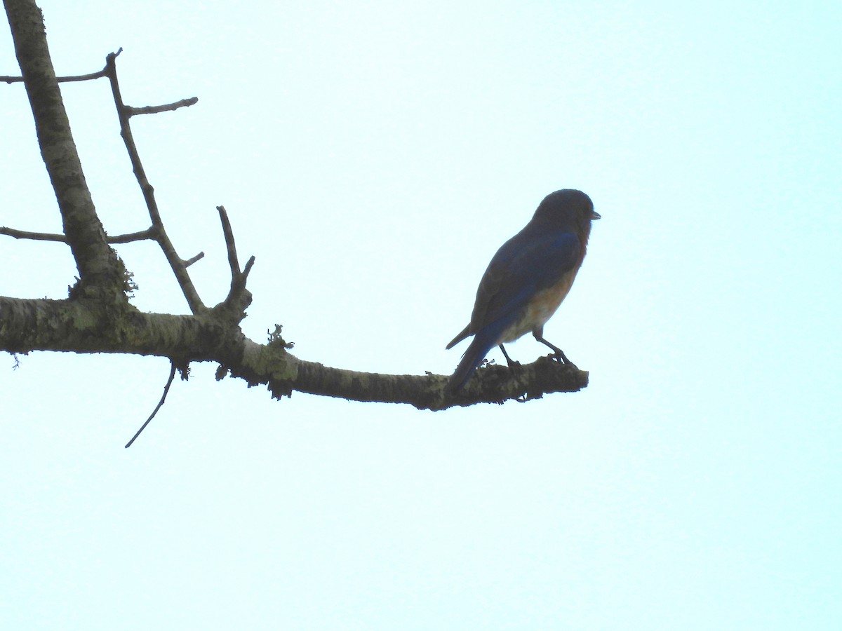 Eastern Bluebird - ML452382241