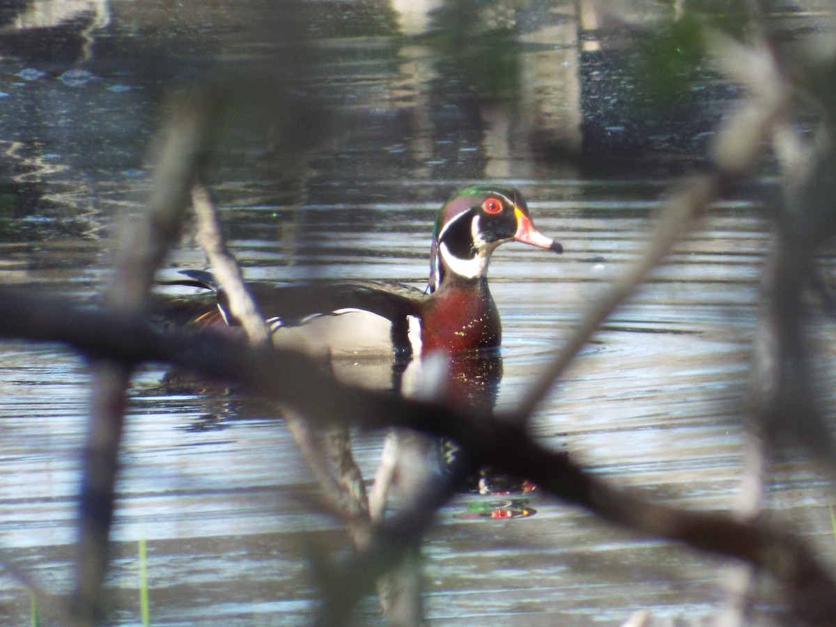 Wood Duck - ML452382781