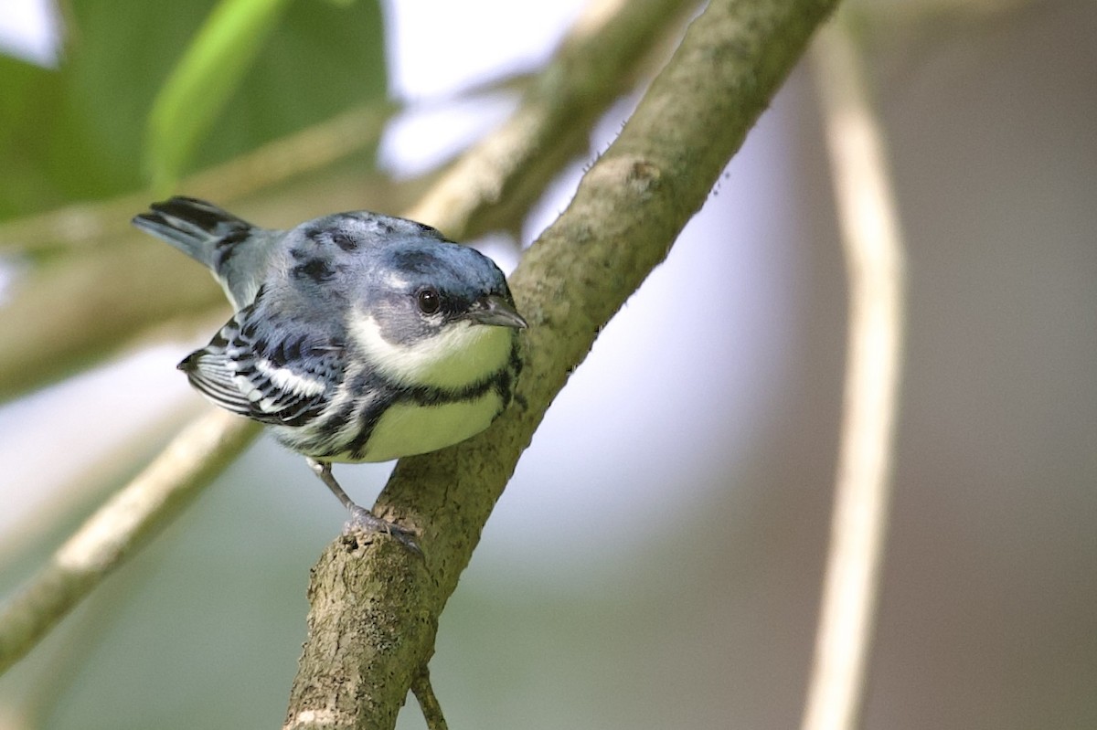 Cerulean Warbler - ML452384311