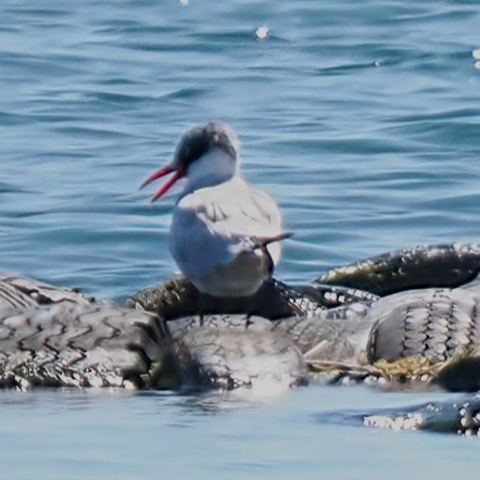 Common Tern - ML452386391