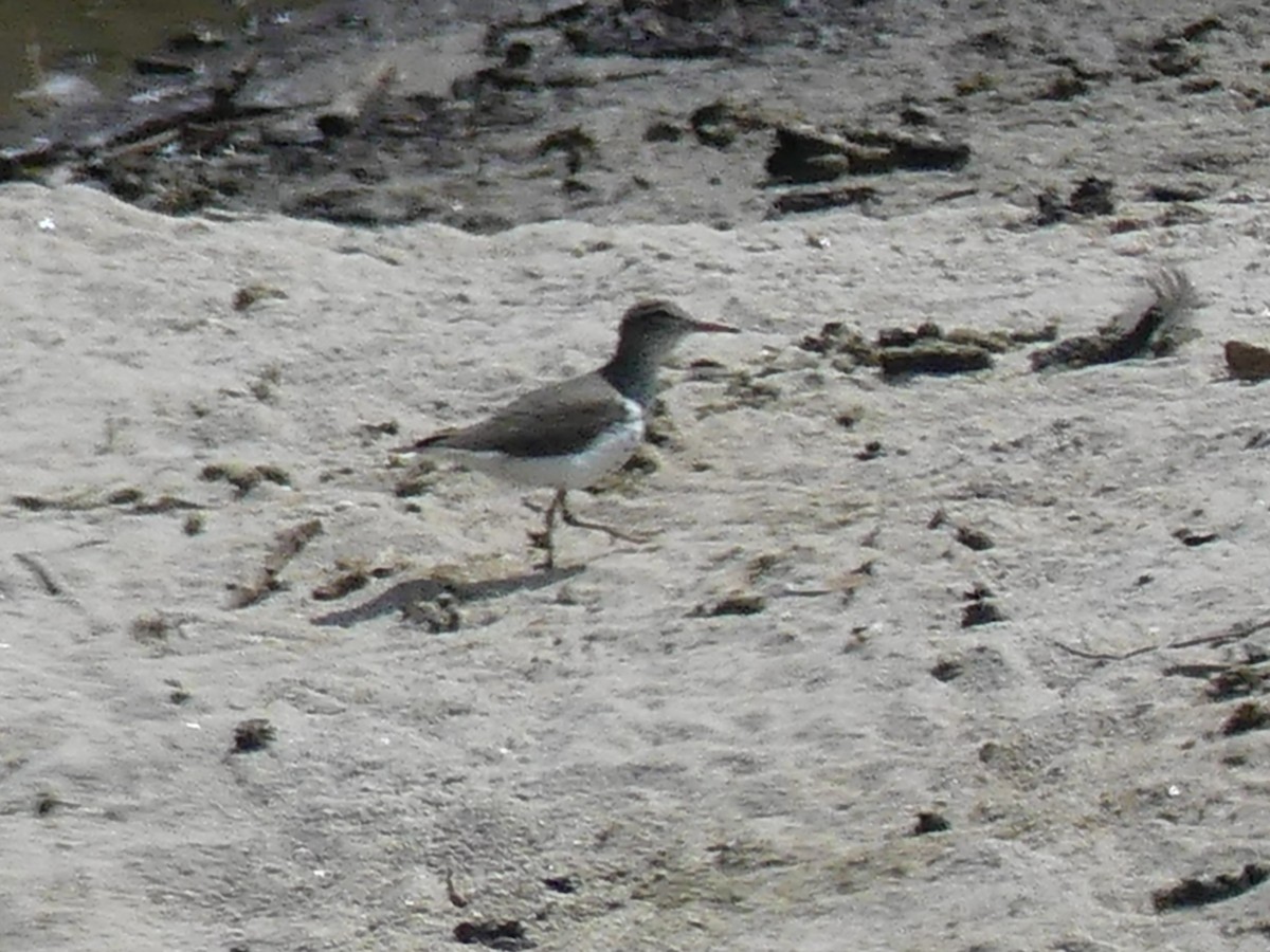 Spotted Sandpiper - Forrest Corcoran
