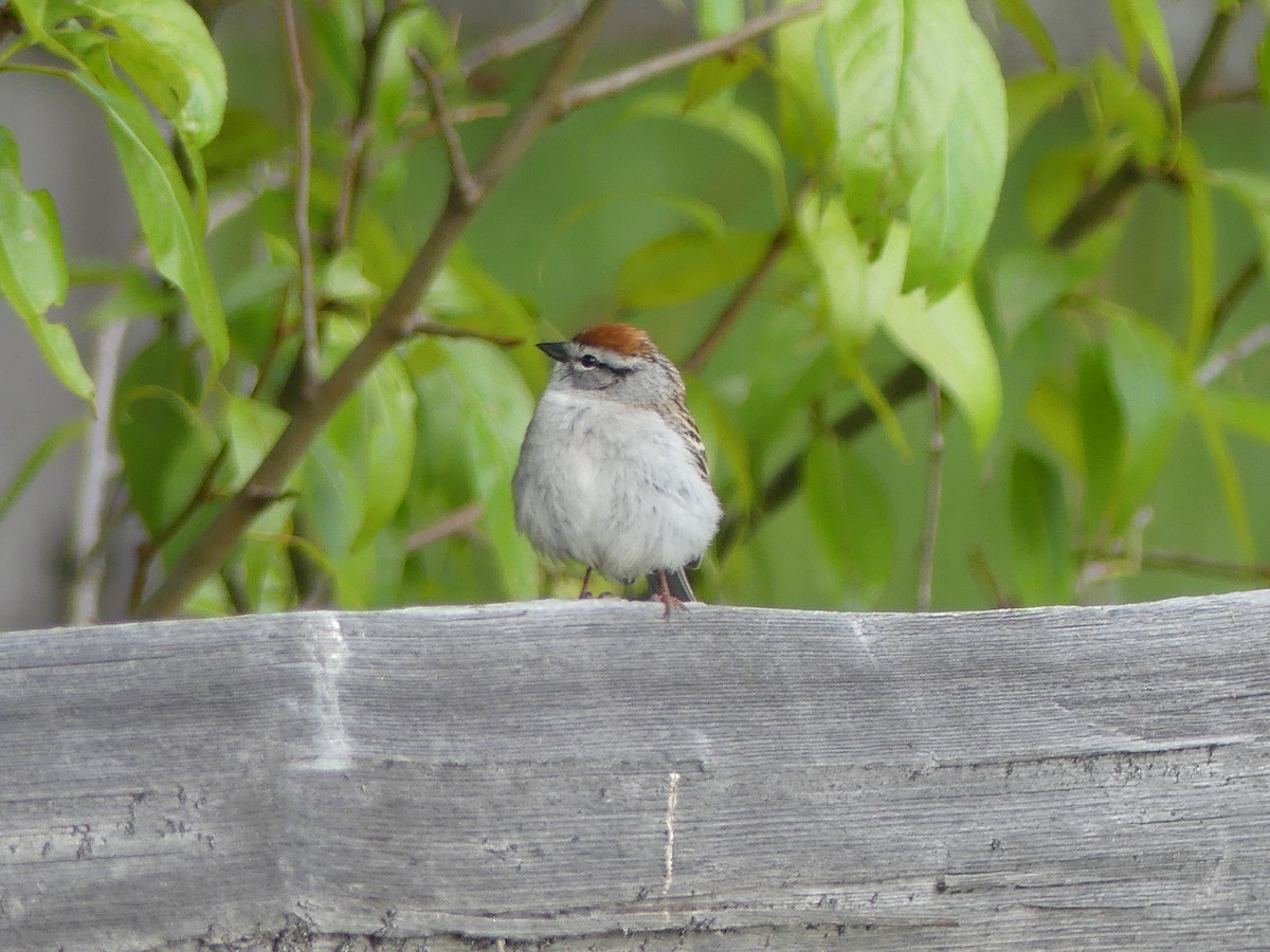Chipping Sparrow - Forrest Corcoran