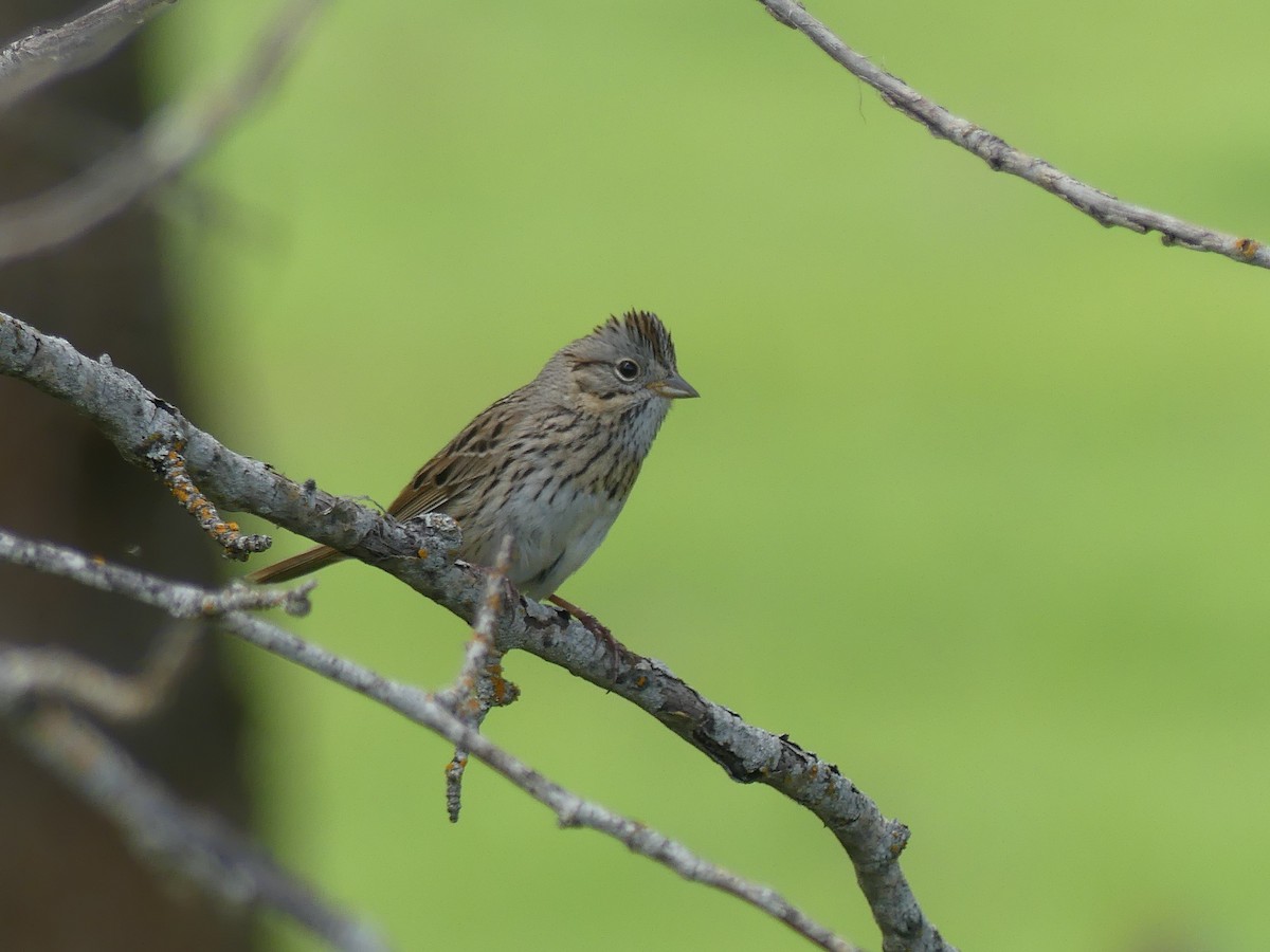 Lincoln's Sparrow - Forrest Corcoran