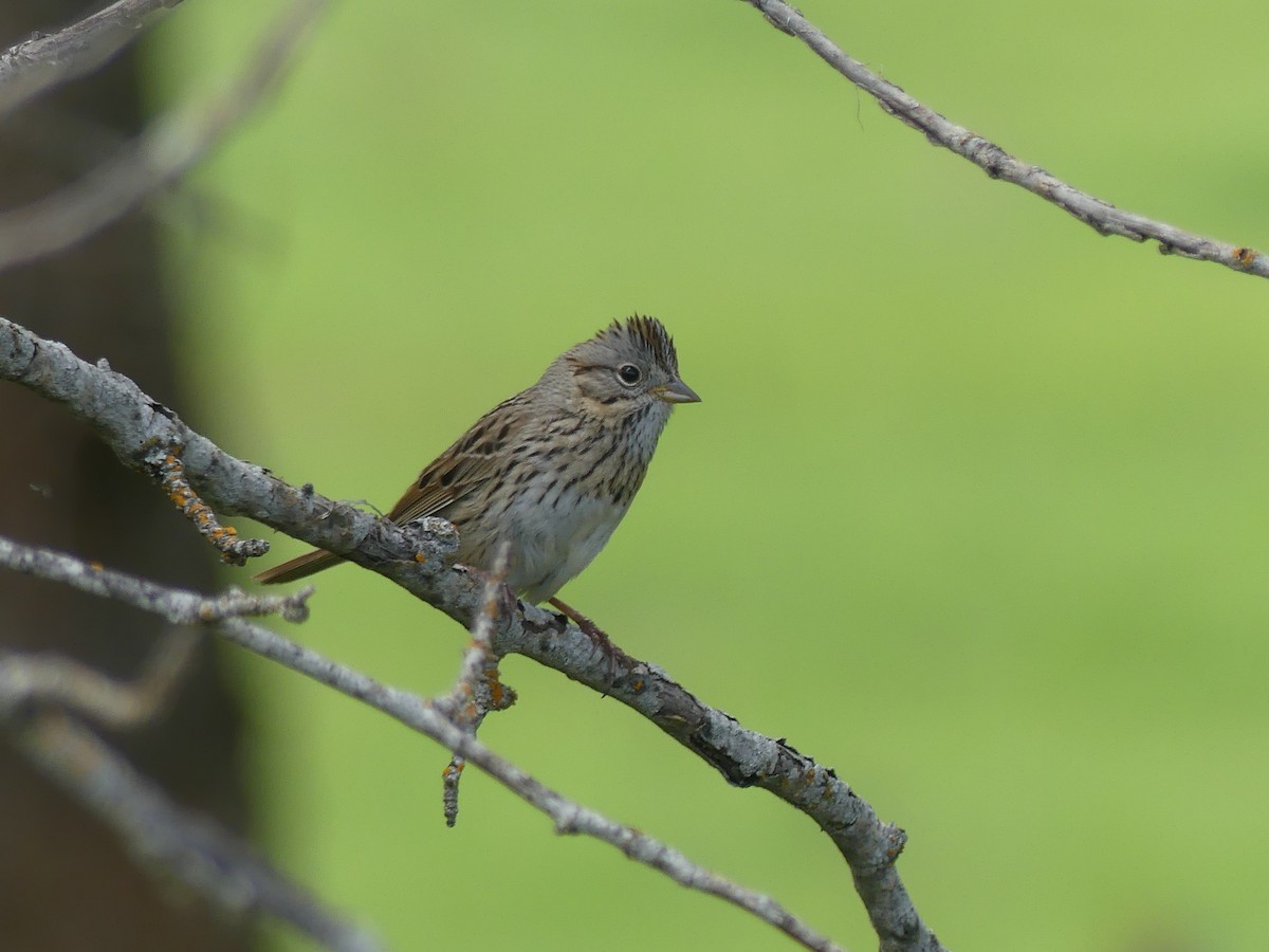 Lincoln's Sparrow - Forrest Corcoran