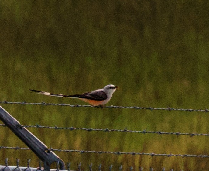 Scissor-tailed Flycatcher - john bishop