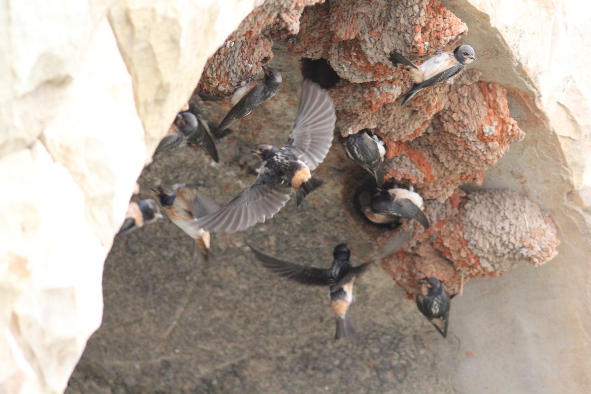 South African Swallow - Hendrik Swanepoel