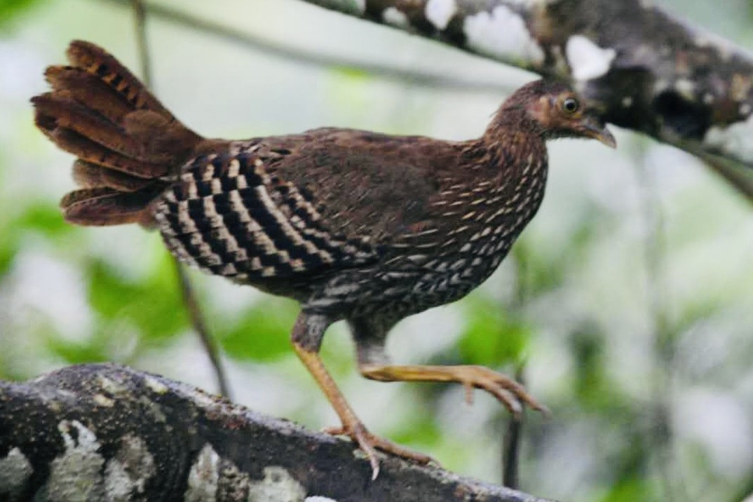 Sri Lanka Junglefowl - ML452390281