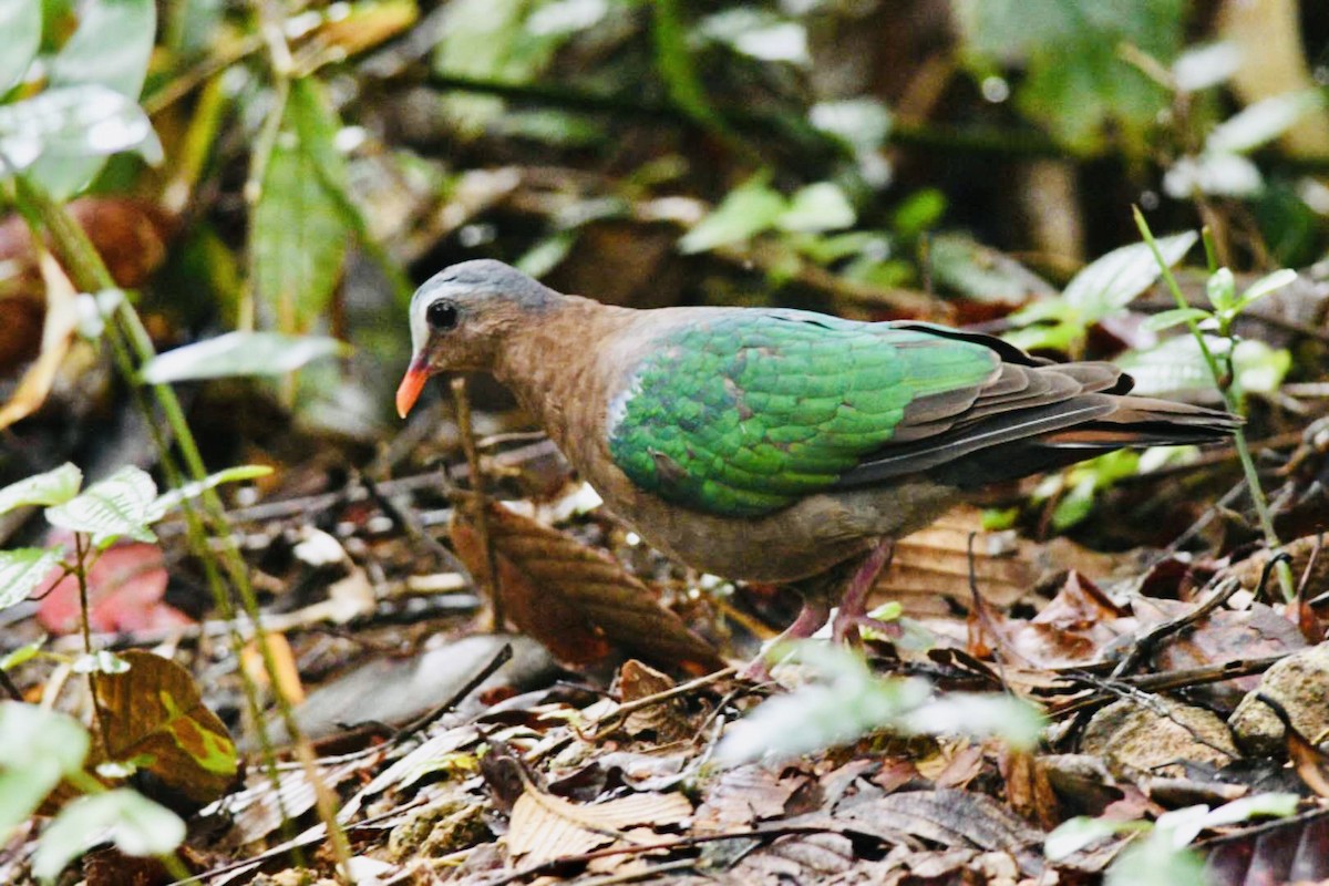 holub zelenokřídlý - ML452390331