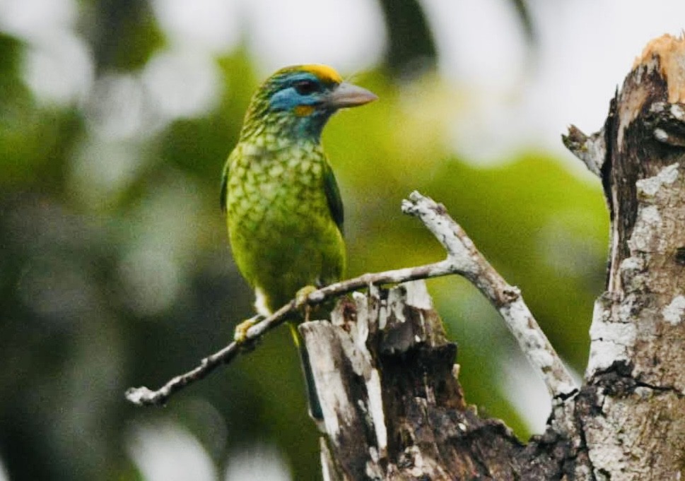 barbet žlutočelý - ML452390971