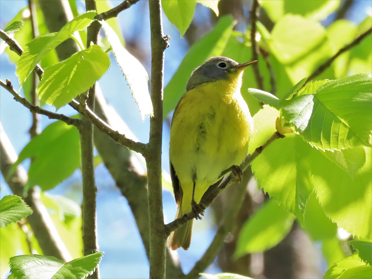 Rubinfleck-Waldsänger - ML452391481