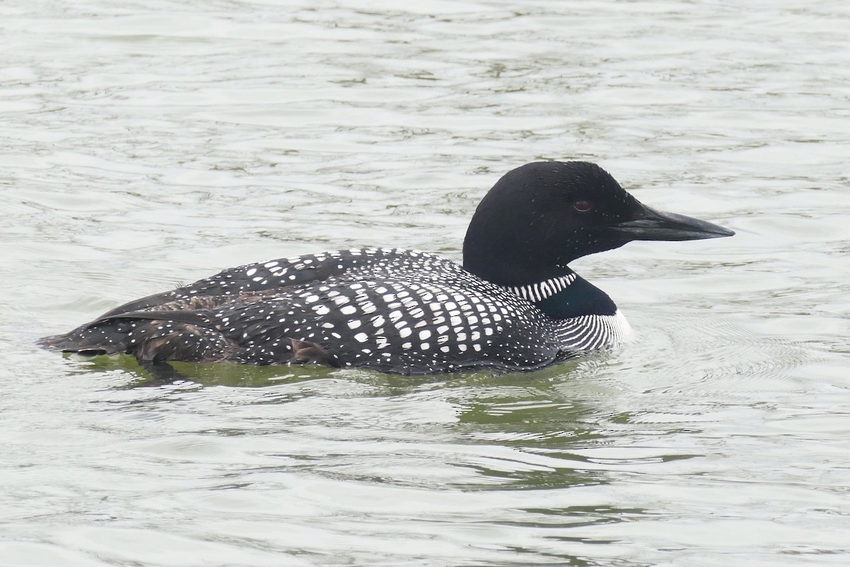 Common Loon - Bernard Jolicoeur