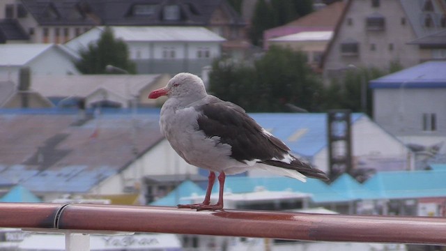 Dolphin Gull - ML452392561