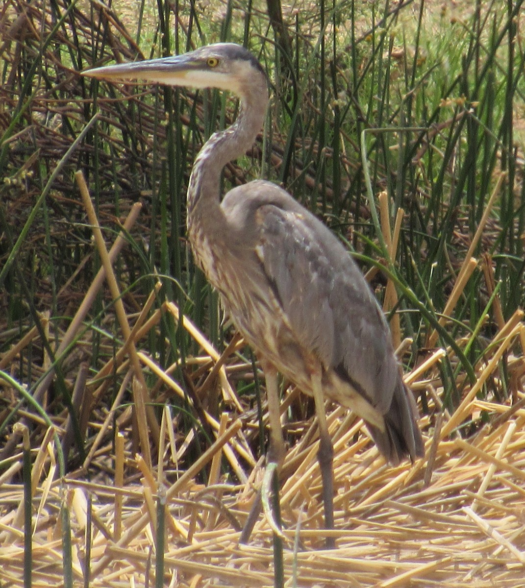 Great Blue Heron - ML452392801