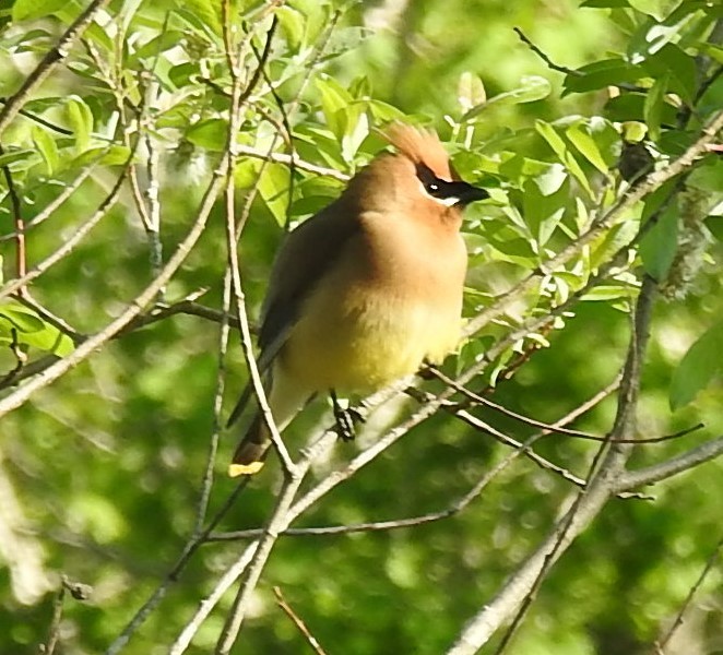 Cedar Waxwing - ML452392931