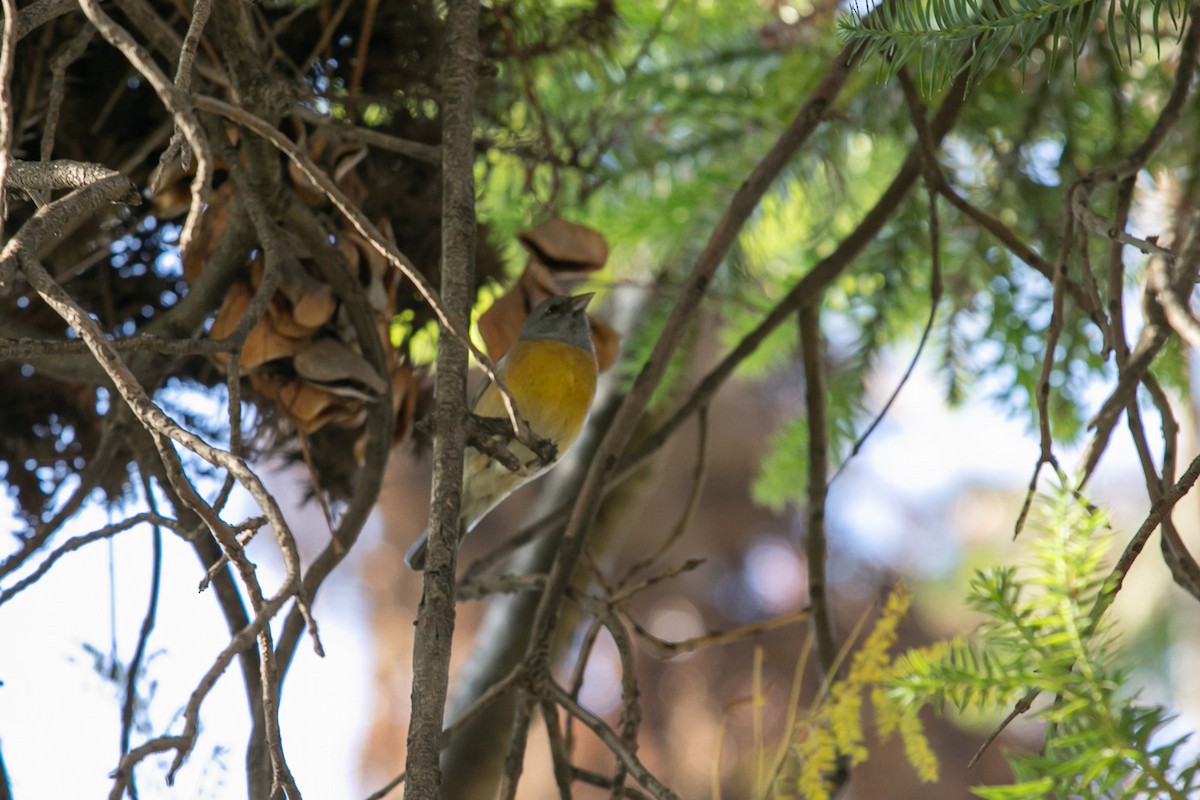Gray-hooded Sierra Finch - Ariel Cabrera Foix