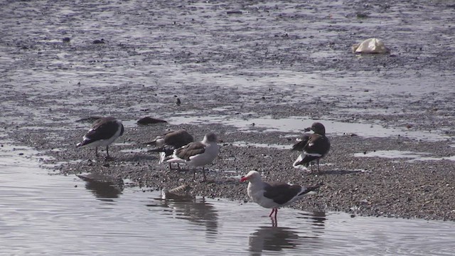 Dolphin Gull - ML452394451