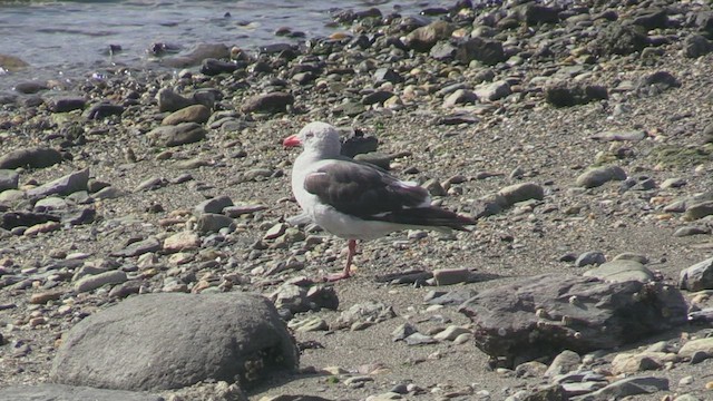 Dolphin Gull - ML452395771
