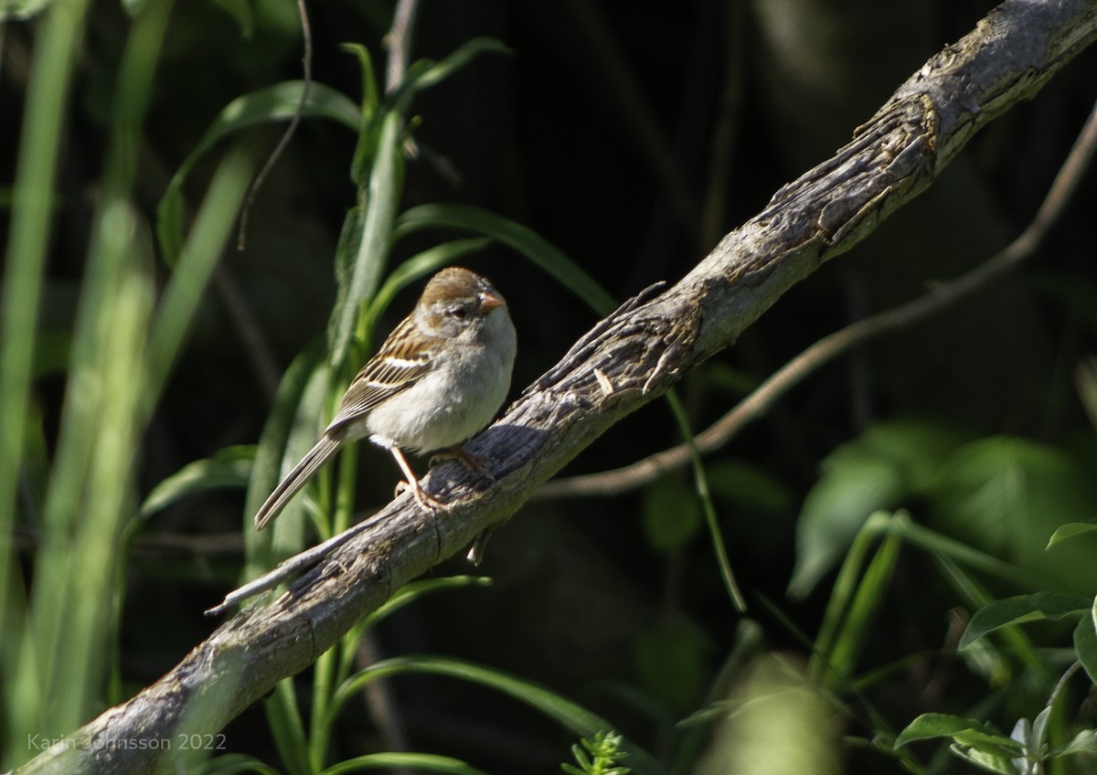 Field Sparrow - Karin Johnsson