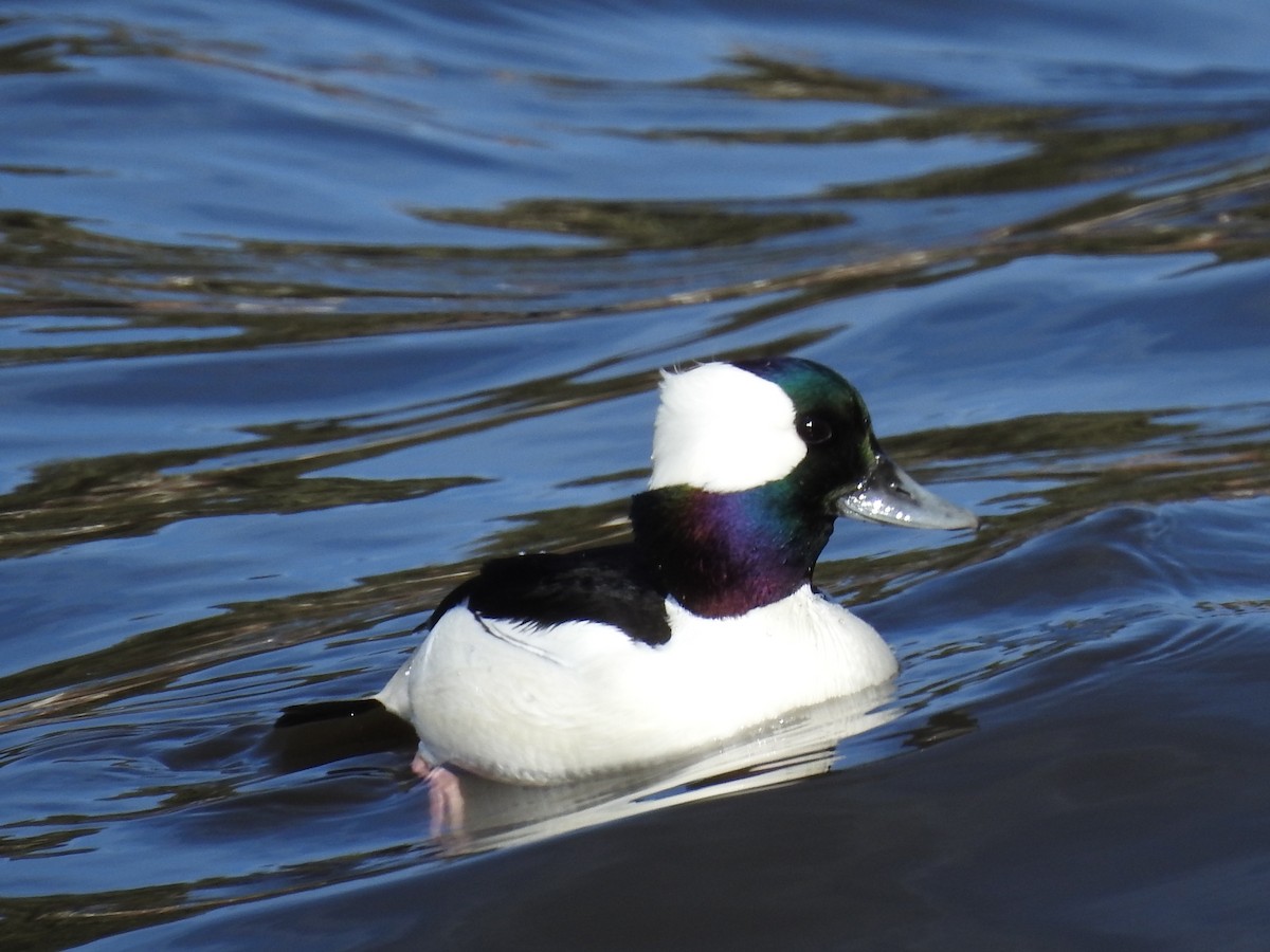 Bufflehead - ML45239591