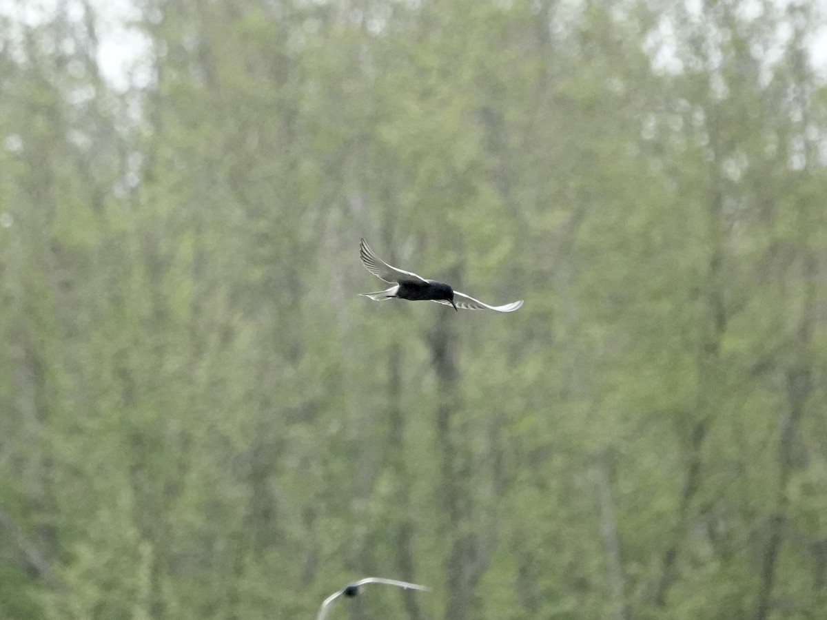 Black Tern - ML452396661