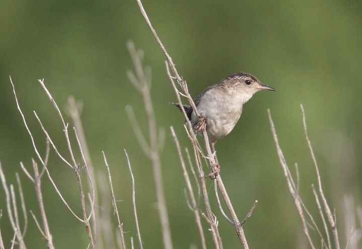 Marsh Wren - ML452397521