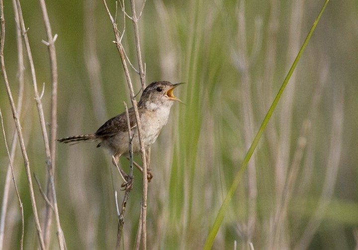 Marsh Wren - ML452397531