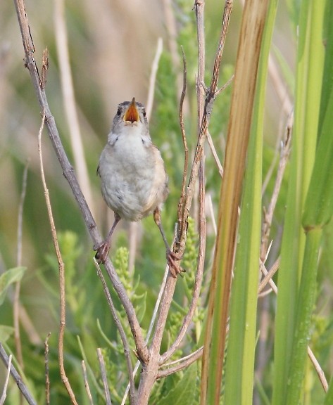 Marsh Wren - ML452397541